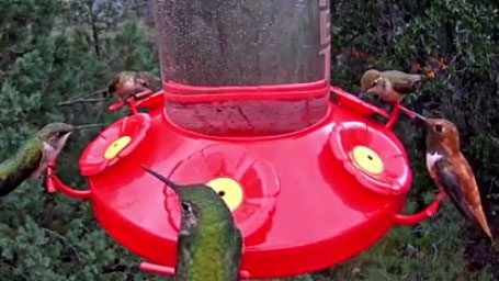 West texas Hummingbird camera