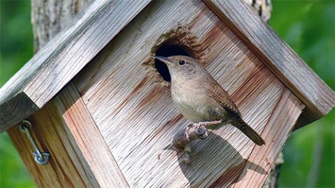 House Wren by Gordon Parker via Birdshare