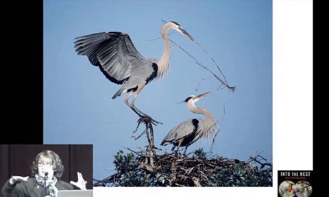 Monday Night Seminar- Into the Nest: Marie Read and Laura Erickson Preview New Book On Birds' Family Lives