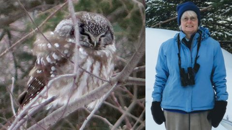 Jane Johnson, eBirder of the month. Boreal Owl by Jane Johnson/ML