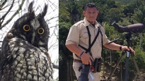 Jorge Eduardo Ruano and Stygian Owl, ML111290721