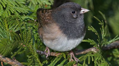 A Dark-eyed Junco, Oregon form, has a tick just below its eye. Photo by Simon Richards via Birdshare.