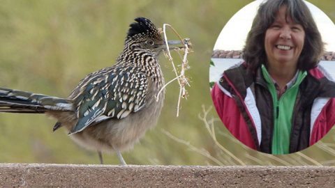 Karen A McKinley, February 2018 eBirder of the month