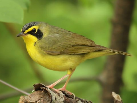 Kentucky Warbler