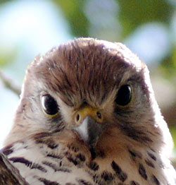 Mauritius Kestrel