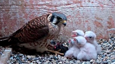 American Kestrel Bird Cam