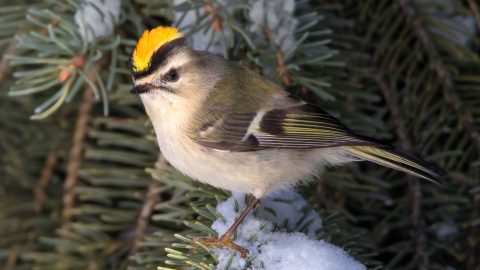 Golden-crowned Kinglet by Nick Saunders