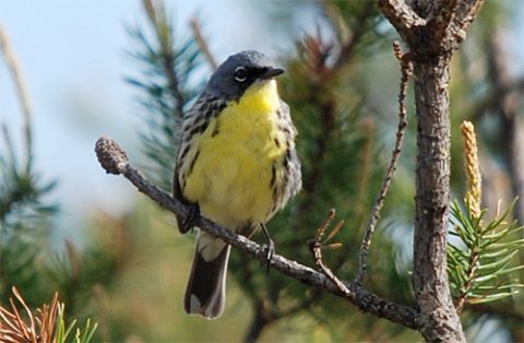 Kirtland's Warbler