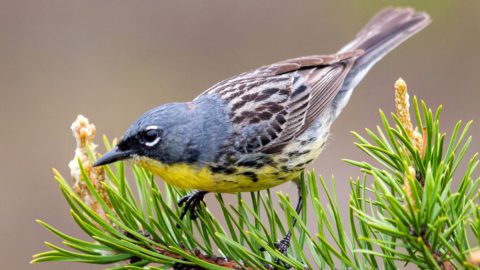 Kirtland’s Warbler by Nathan Cooper