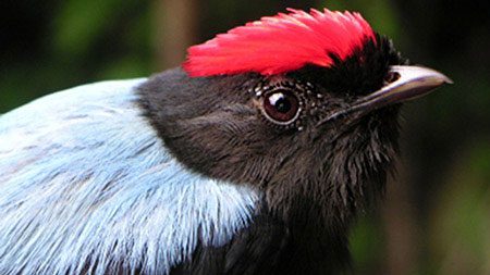 Lance-tailed Manakin from Birdcams