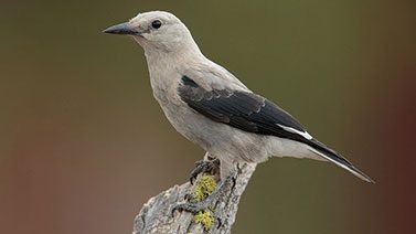 Clark's Nutcracker by Luis Villablanca