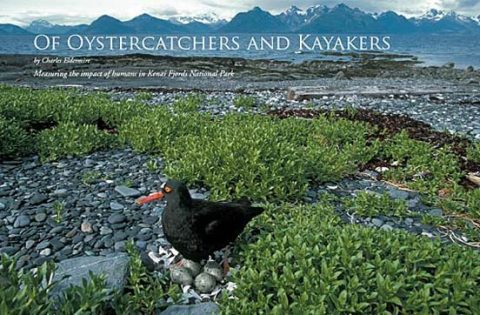 Black Oystercatcher nesting on gravel in Alaska