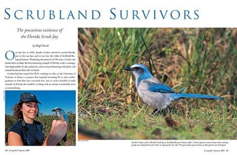 Florida scrub jay conservation