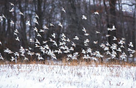 birds that come in the winter