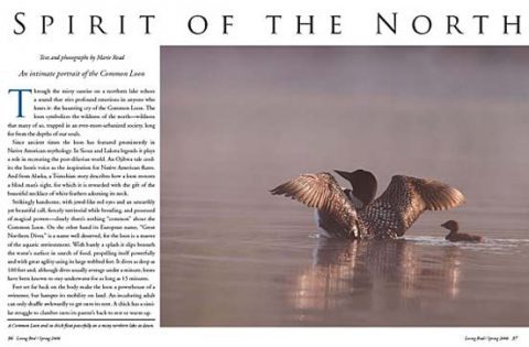 common loon on misty lake