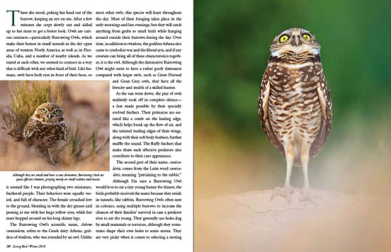 The Burrowing Owls of the Salton Sea