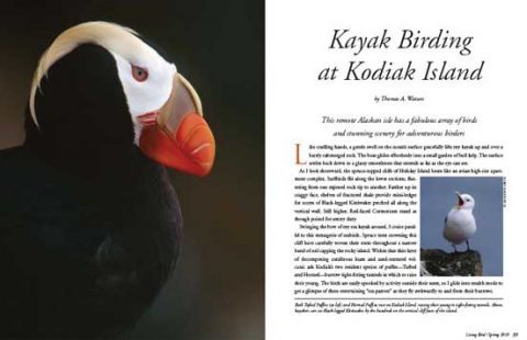 Kayak Birding at Kodiak Island, Alaska puffin