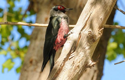 Meriwether Lewis Lewis's Woodpecker