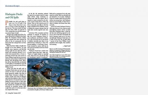 harlequin ducks and oil spills