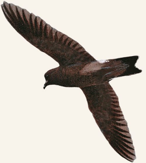 Illustration of a dark brown bird in flight