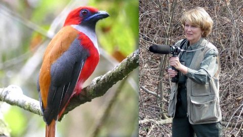 Whitehead's Trogon by Noah Strycker, and Linda Macaulay