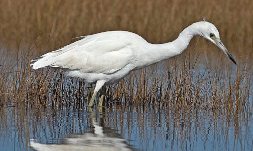 Little Blue Heron (juvenile), Connecticut, October. In addition to mostly white plumage, note dusky wing tips, yellowish legs, greenish lores, and bicolored bill. Photo by Mark Szantyr.