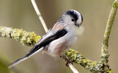 Long-tailed Tit