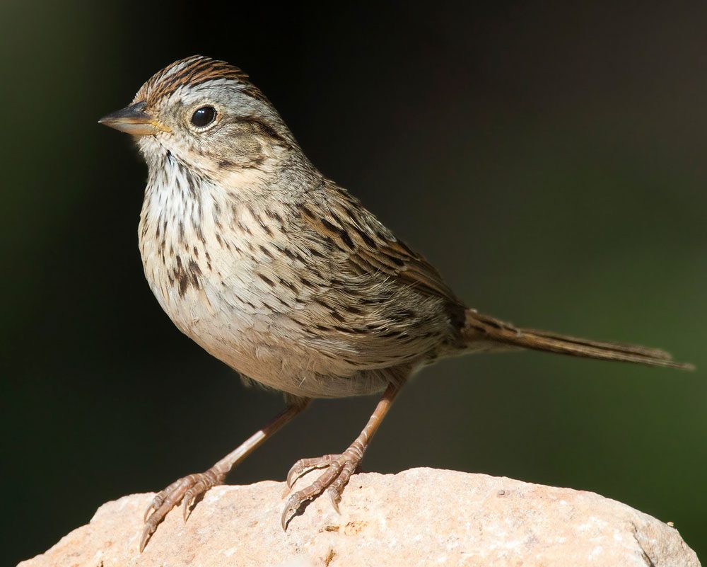 Lincoln's Sparrow by pierre martin/Macaulay Library.