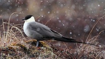 Long-tailed Jaeger