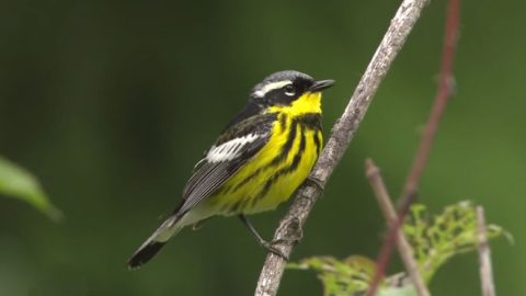 magnolia warbler