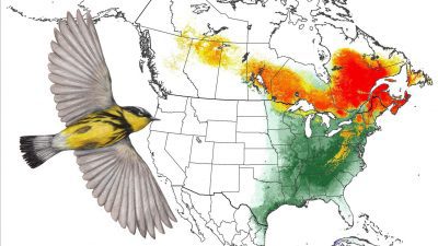 Magnolia Warbler: Animated Abundance Map