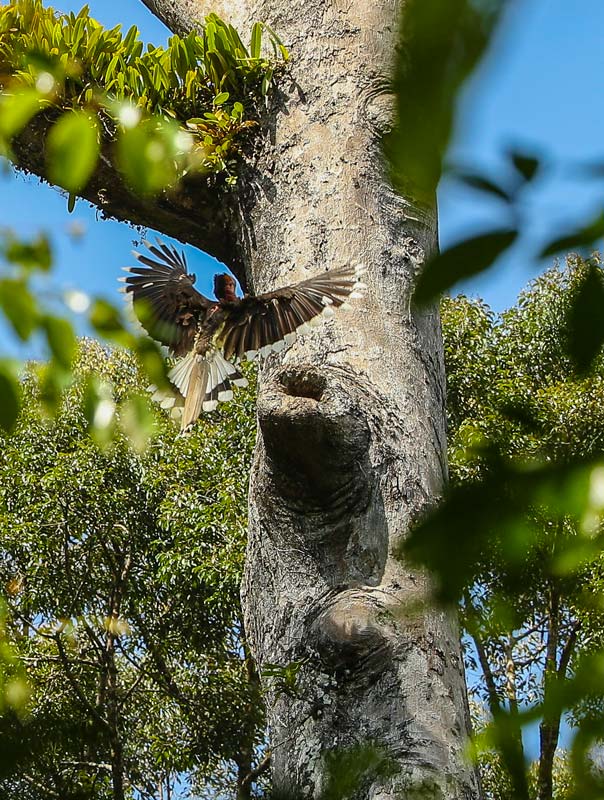 A male Helmeted Hornbill arrives to inspect a potential nest hole. Photo by Tim Laman.