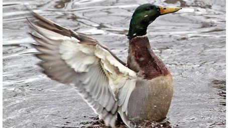 A bathing Mallard. Photo by Kevin McGowan.