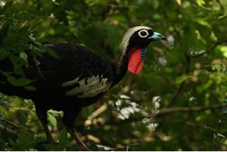 at the International Ornithological Congress, Dr. Martjan Lammertink discusses a meeting of scientists hoping to save the unique birds of the Atlantic Forest of Brazil, Paraguay, and Argentina