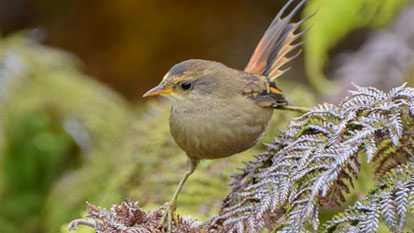 Masafuera Rayadito—one of the 20 new species added to eBird in 2016. Photo by Héctor Gutiérrez Guzmán/Macaulay Library.