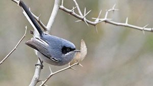 Masked Gnatcatcher