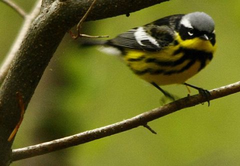 magnolia warbler