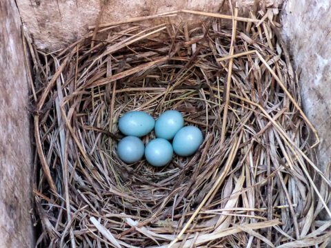 Little blue eggs in a nest