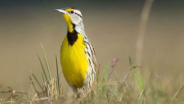 Eastern Meadowlark by Ray Hennessy via Birdshare.