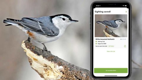 Merlin finds a White-breasted Nuthatch, photo by Ryan Schain/Macaulay Library