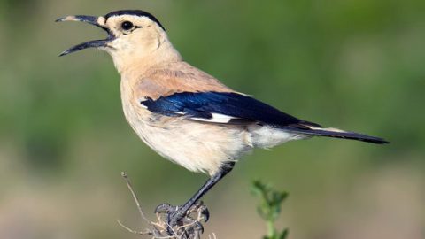 Mongolian Ground-Jay by Craig Breslford, Macaulay LIbrary