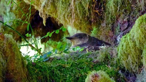 A Marbled Murrelet in nest by Brett Lovelace.