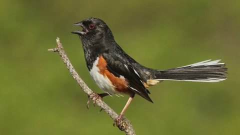 Eastern Towhee adult by Ryan Schain