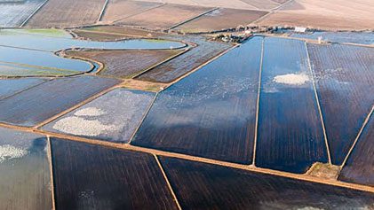 flooded farm field helps migratory birds