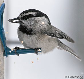 Mountain Chickadee