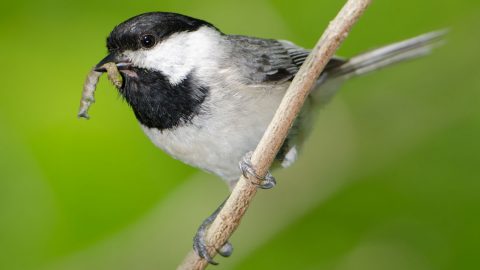 Carolina Chickadee by Doug Tallamay