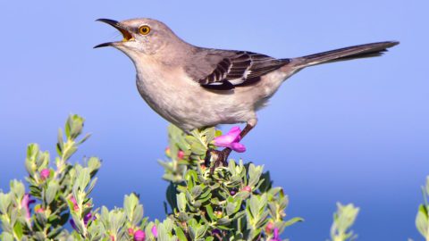 NOrthern Mockingbird by Dean Hester/Macaulay Library.