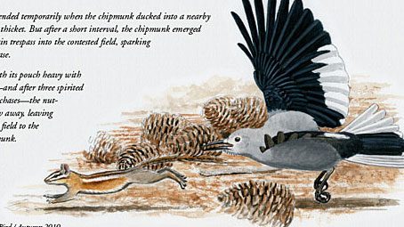 Clark’s Nutcracker and a chipmunk compete for seeds john schmitt