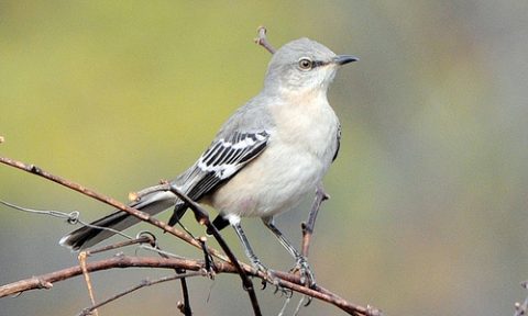 Northern Mockingbird