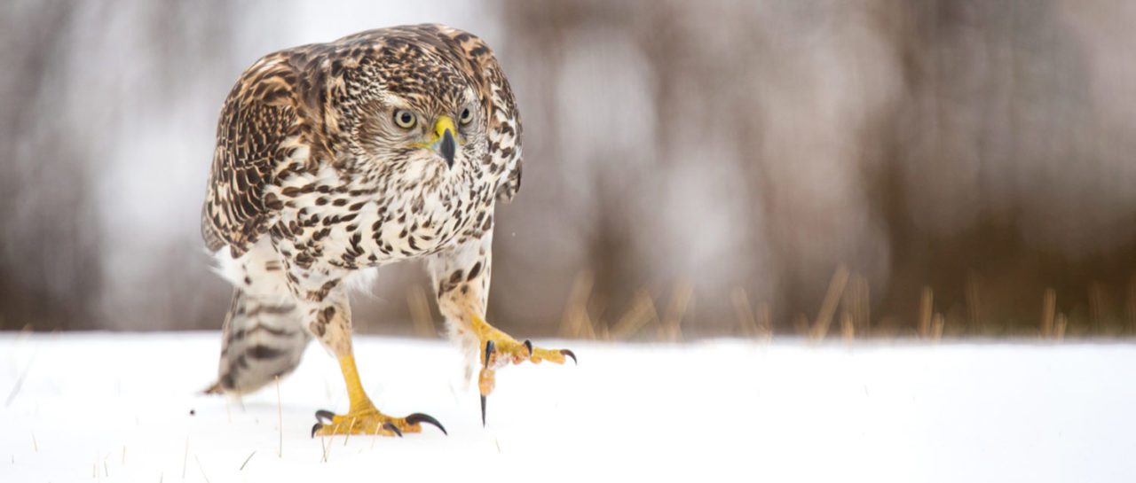 a goshawk stalks prey on foot through the snow